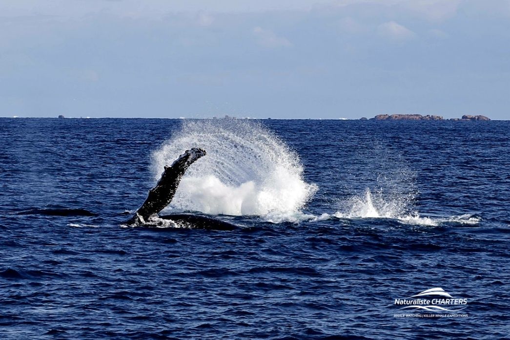 Humpback Whale pectoral slapping